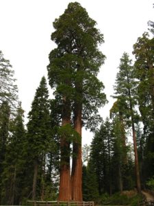 Redwood California Sequoia