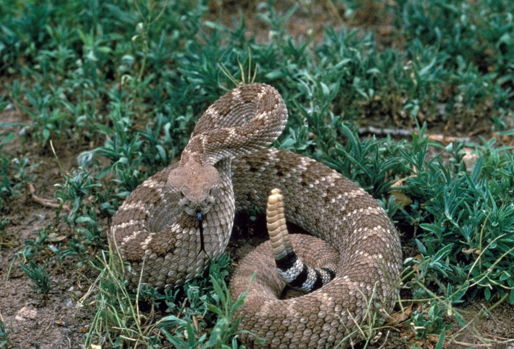 Rattlesnake Photo